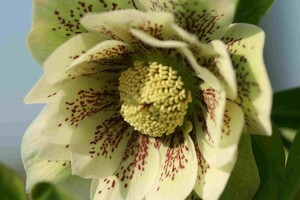 Helleborus (Kerstroos, Nieskruid)