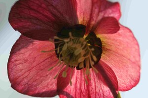 Helleborus (Kerstroos, Nieskruid)