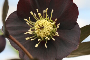 Helleborus (Kerstroos, Nieskruid)