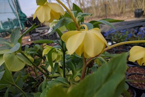 Helleborus (Kerstroos, Nieskruid)