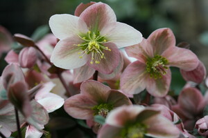 Helleborus (Kerstroos, Nieskruid)