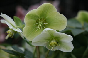 Helleborus (Kerstroos, Nieskruid)