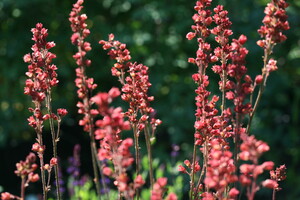 Heuchera (Purperklokje)