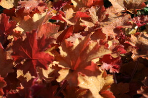 Heuchera (Purperklokje)