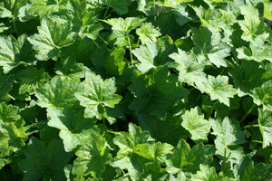 Heuchera (Purperklokje)