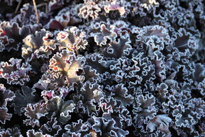 Heuchera (Purperklokje)