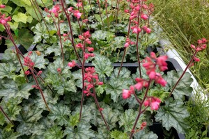 Heuchera (Purperklokje)