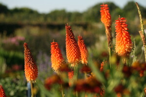 Naamgeving Kniphofia