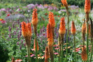 Kniphofia