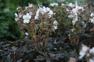 Geranium (Ooievaarsbek)