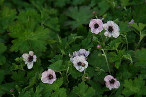 Geranium (Ooievaarsbek)