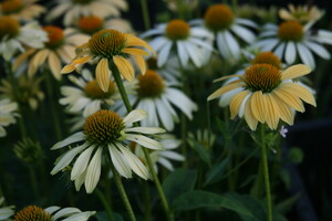 Echinacea (Zonnehoed)