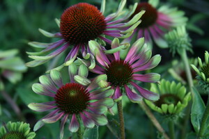 Echinacea (Zonnehoed)