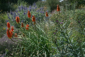 Historie van soorten voor de tuin