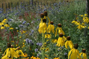 Prairieplanten