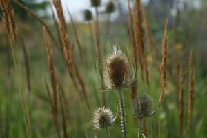 Prairieplanten