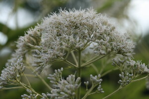 Eupatorium (Leverkruid, Koninginnekruid)