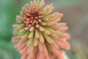 Naamgeving Kniphofia