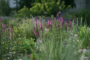 Prairieplanten