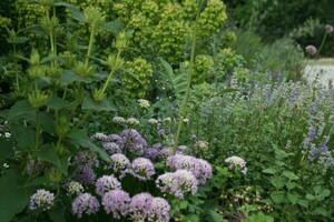 Prairieplanten