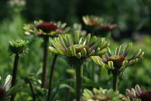 Prairieplanten