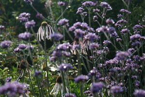 Prairieplanten