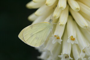 3. Stel zelf je plantenlijst samen met behulp van onze website