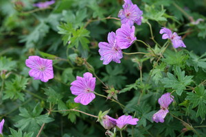 Geranium (Ooievaarsbek)