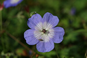 Geranium (Ooievaarsbek)