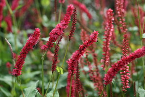 Persicaria (Duizendknoop)