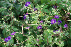 Geranium (Ooievaarsbek)