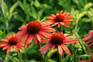 Echinacea (Zonnehoed)