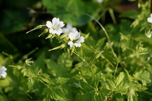 Geranium (Ooievaarsbek)