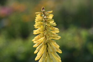 Naamgeving Kniphofia