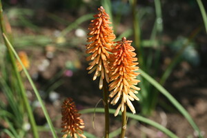 Naamgeving Kniphofia