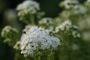 Eupatorium (Leverkruid, Koninginnekruid)