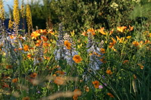 Kniphofia