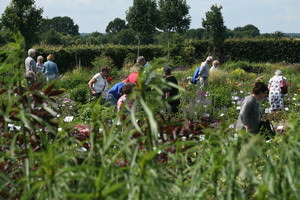 Kwekerij van opvallende vaste planten