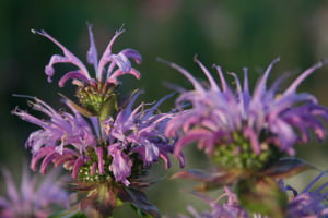 Uitgebreide collectie niet alledaagse planten