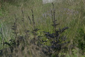 Cimicifuga (Actaea, Zilverkaars)