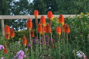 Kniphofia