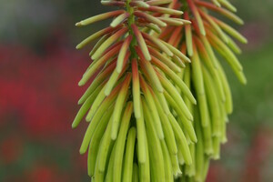 Het geslacht Kniphofia