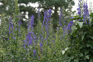 Aconitum (Monnikskap)