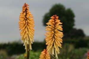 Kniphofia