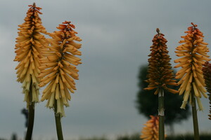 Naamgeving Kniphofia