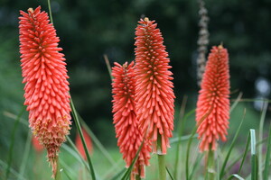 Beschikbaarheid van soorten Kniphofia