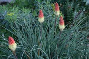 Het geslacht Kniphofia