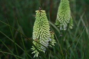 Verzorging Kniphofia