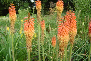 Beschikbaarheid van soorten Kniphofia