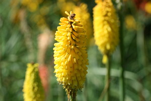 Beschikbaarheid van soorten Kniphofia